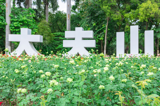 番禺大夫山森林公園月季花開
