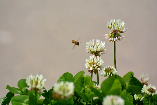 蜜蜂