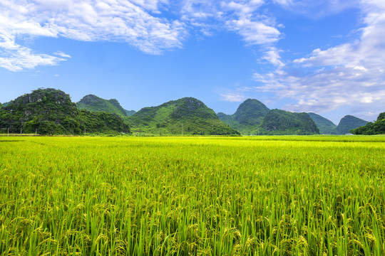 蓝天青山稻田