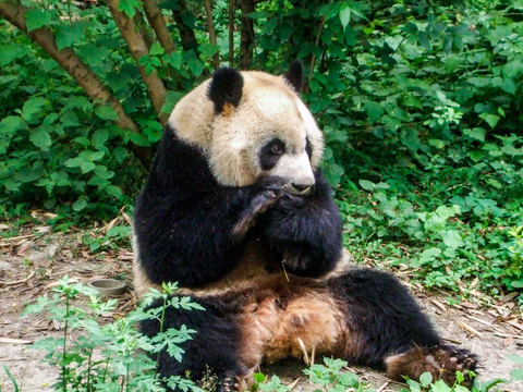 四川大熊猫