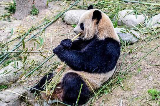 憨态可掬的可爱大熊猫