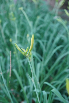 黄花菜