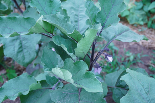 茄子种植