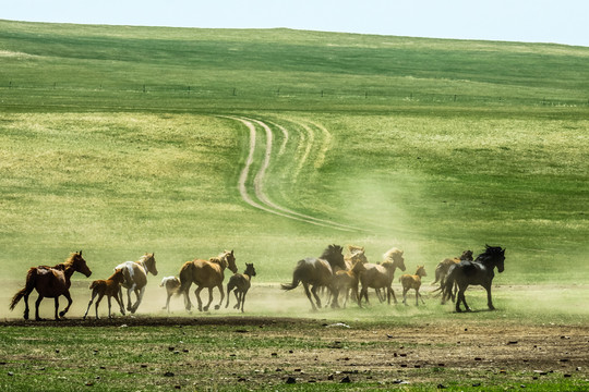 夏季草原牧场奔跑马群