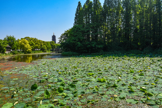 泰州凤城河