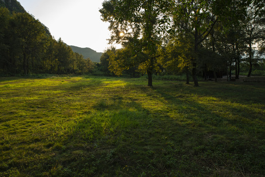 阳光树林草地