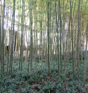 竹子林