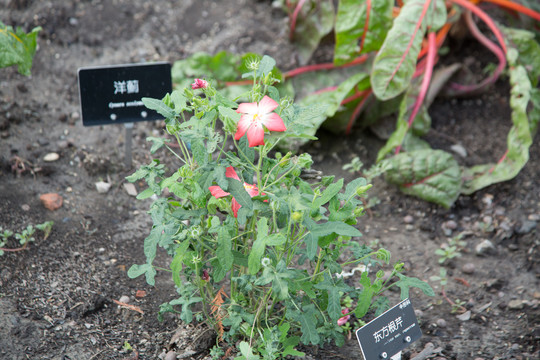 上海辰山植物园里的箭叶秋葵