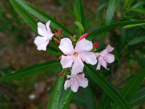 花草