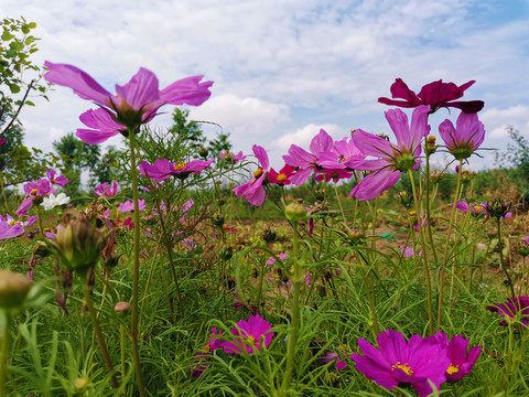 格桑花