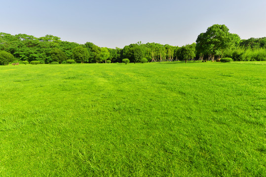 阳光树林草地