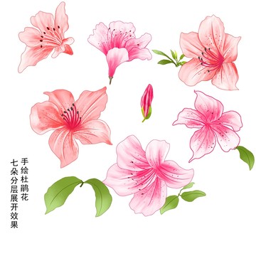 手绘杜鹃花