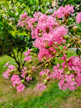 鲜花