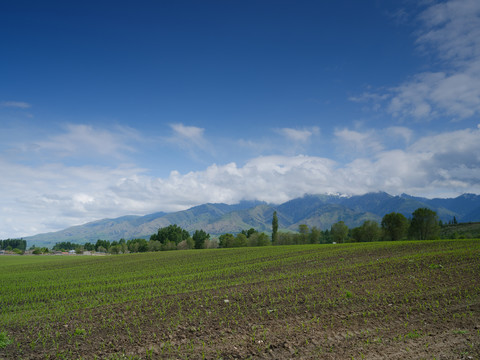 田野