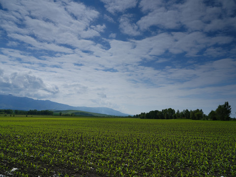 田野