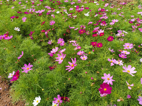 格桑花海