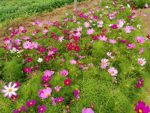 格桑花海