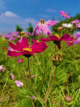 格桑花