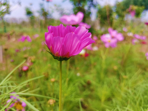 格桑花