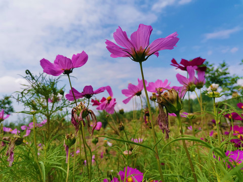 格桑花