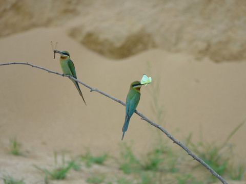 栗喉蜂虎