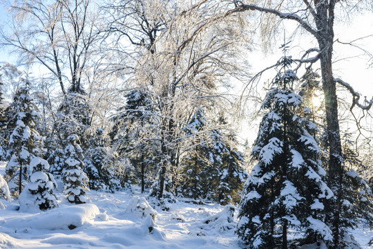 积雪树林阳光