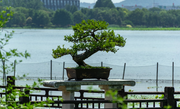 玄武湖风光