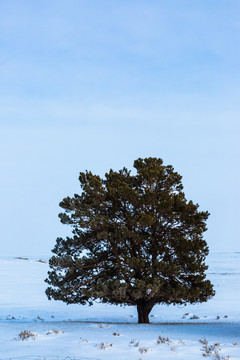 冬季雪地一颗松树