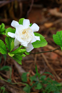 栀子花