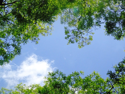 绿植天空