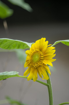 葵花种植