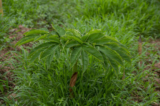 魔芋植株