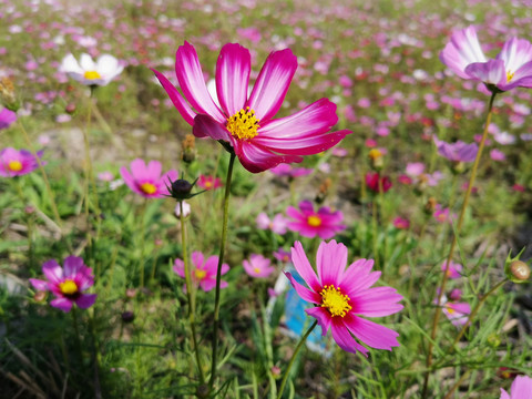 格桑花