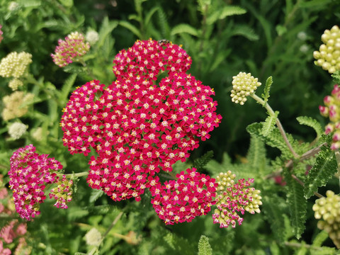 蓍草花