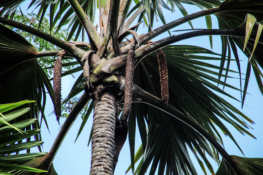 塞舌尔普拉兰岛五月谷海椰子树
