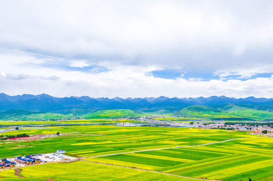 门源油菜花海