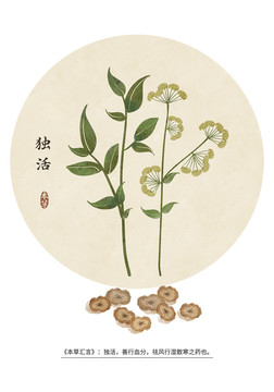 獨(dú)活