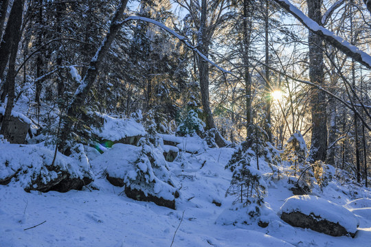 雪地樹(shù)干藍(lán)天冬天光線