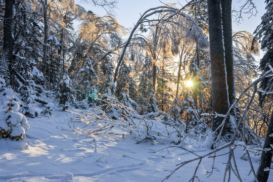 雪地树干蓝天冬天光线