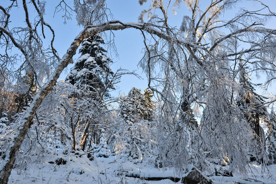 雪地树干蓝天冬天