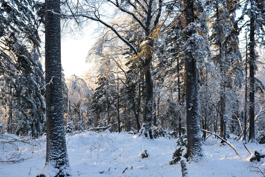 雪地树干蓝天冬天