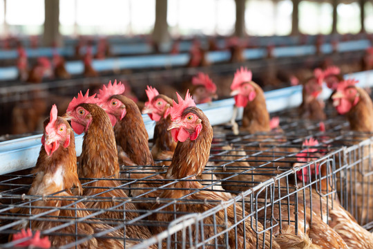 工厂养鸡、泰国笼中养鸡工业农场、动物和农业综合企业、食品生产和工业概念