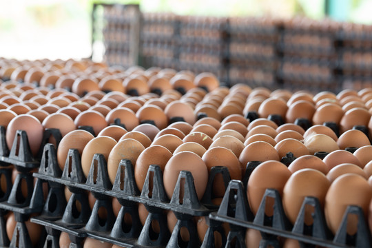 鸡蛋板布置在一个鸡蛋背景模糊的养鸡场上，是泰国农民的职业