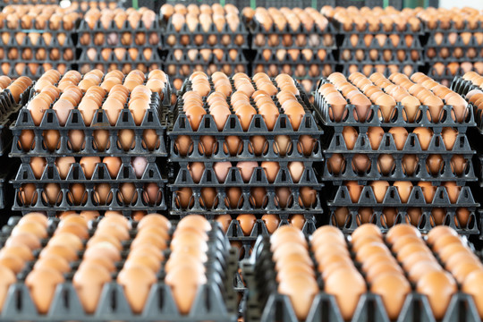 鸡蛋板布置在一个鸡蛋背景模糊的养鸡场上，是泰国农民的职业