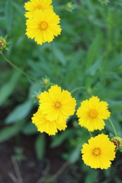 金鸡菊