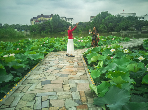 七月荷花