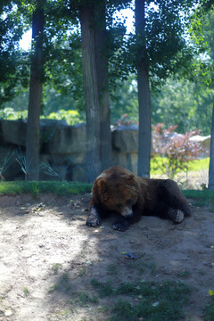 北京大興野生動物園