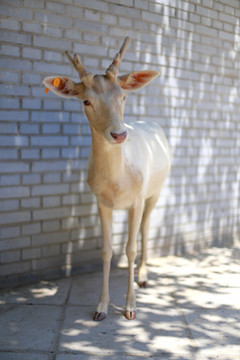 北京大興野生動(dòng)物園