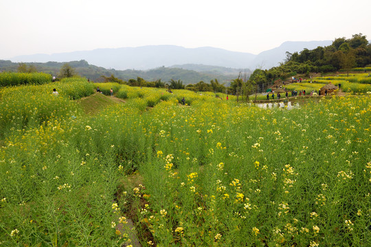 新农村建设