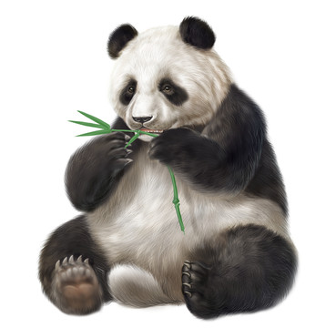 熊猫PSD